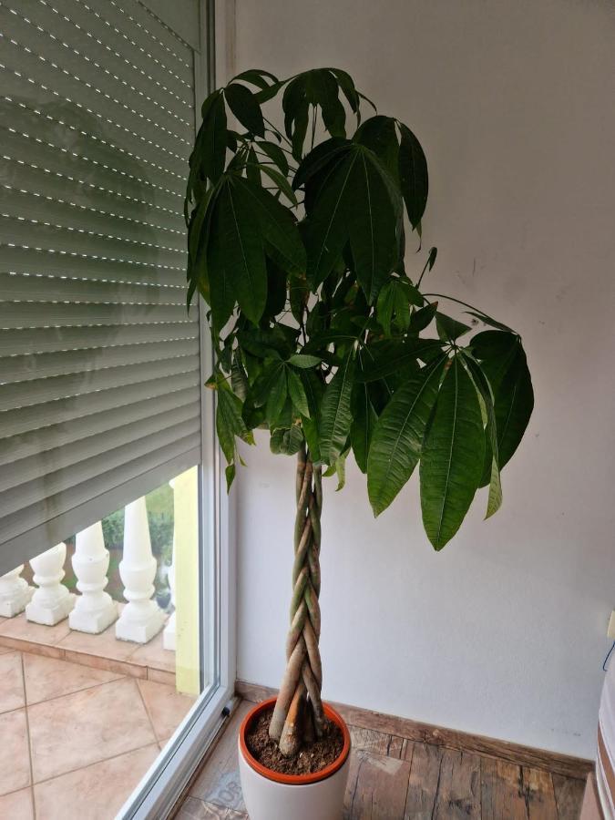 Apartment Vilic بولا المظهر الخارجي الصورة